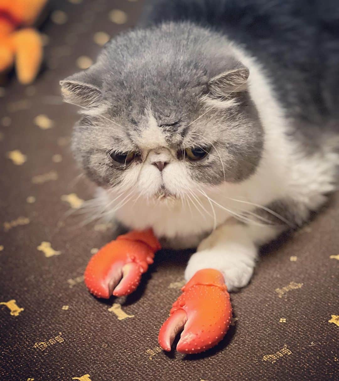 のインスタグラム：「カニ猫🦀🐈  #ムスカ #エキゾチックショートヘア #ねこすたぐらむ #ふわもこ部 #にゃんすたぐらむ #ねこ部 #にゃんこ #ねこのいる生活 #ねこのきもち #猫写真 #猫大好き #ペコねこ部 #ねこバカ #愛猫 #냥스타그램 #귀여워 #猫咪 #catstagram #kitty #petstagram #instacat #meow #catoftheday #ilovemycat #catstagram_japan #instagramcats #cutepets #Kedi #cat_of_Instagram #katter」