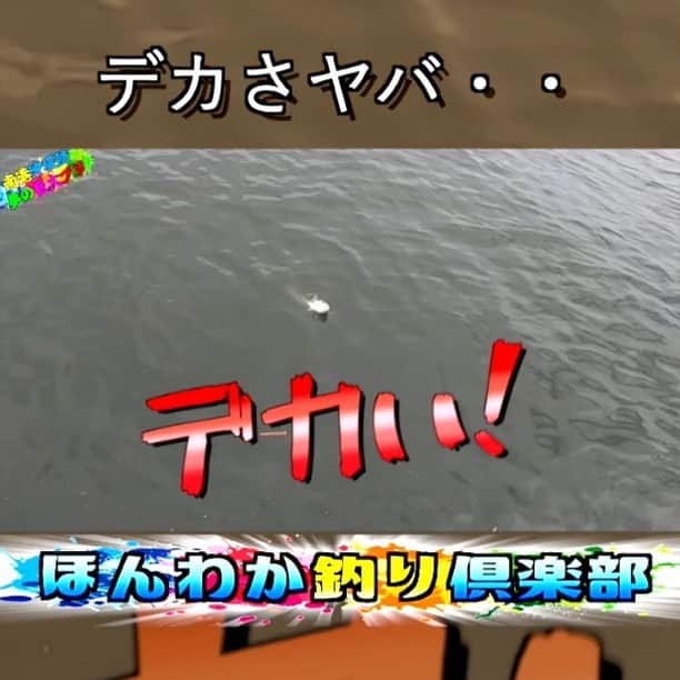サトシのインスタグラム：「大阪は陸からこんなでっかい魚が釣れるんです。信じられないけどこんなん釣れるんです。是非全編ほんわか釣り倶楽部youtubeご覧ください☆」