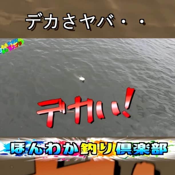 のインスタグラム：「大阪は陸からこんなでっかい魚が釣れるんです。信じられないけどこんなん釣れるんです。是非全編ほんわか釣り倶楽部youtubeご覧ください☆」