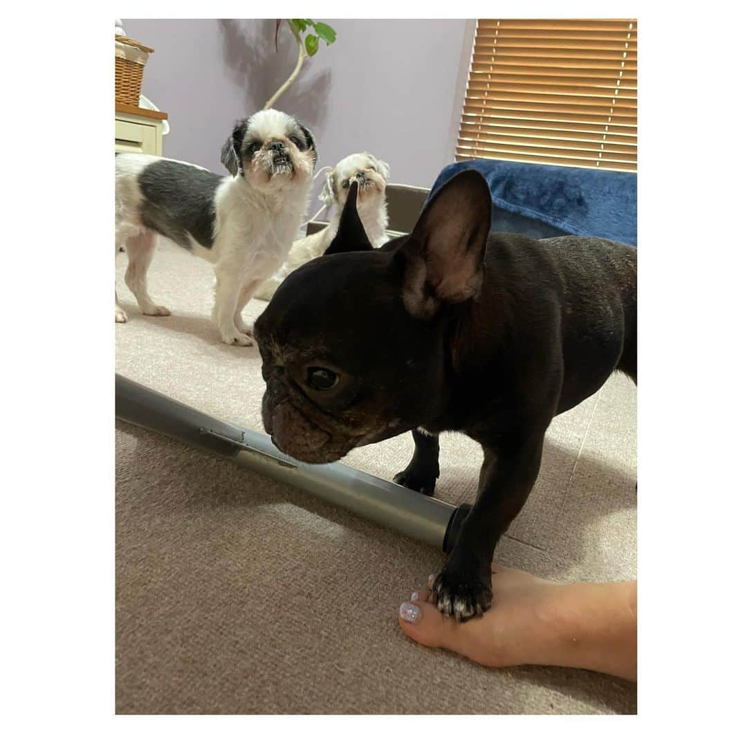 水沢史絵さんのインスタグラム写真 - (水沢史絵Instagram)「踏まれとーる   #frenchbulldog  #フレンチブルドッグ #おいもちゃん」9月5日 19時35分 - mizusawafumie