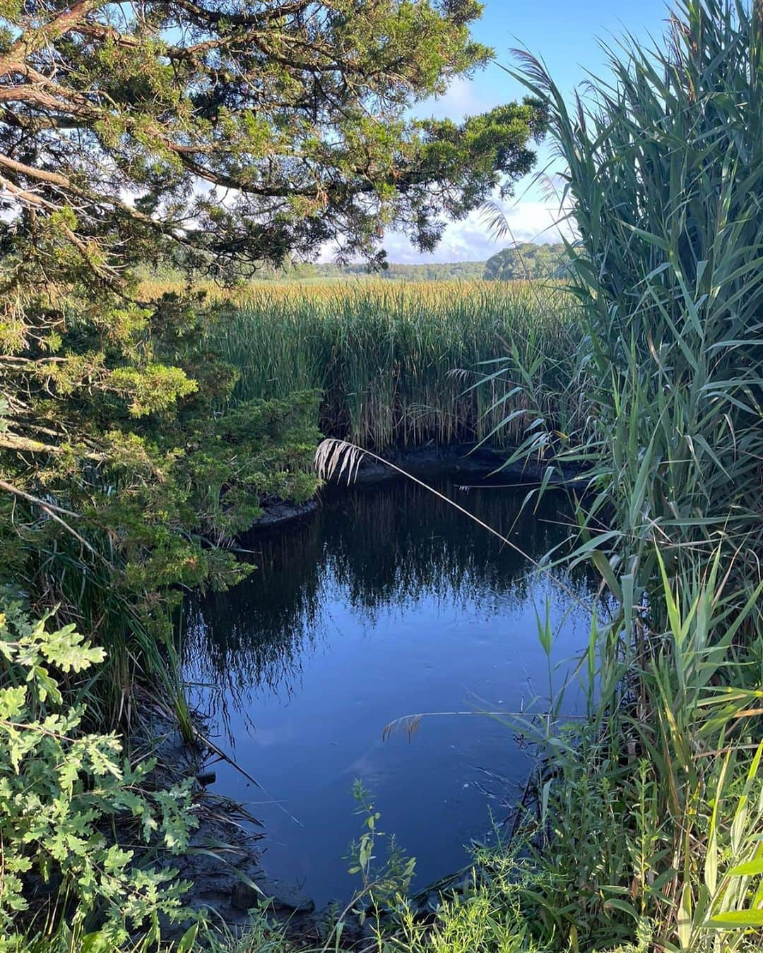 ターラさんのインスタグラム写真 - (ターラInstagram)「New England summer 🇺🇸🌿🍃🌸🌺」9月6日 1時00分 - tala_official