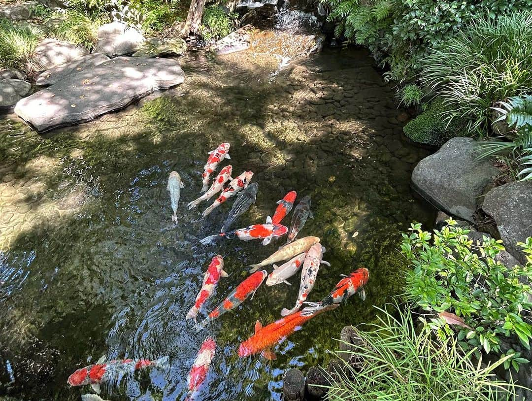 中西華菜さんのインスタグラム写真 - (中西華菜Instagram)「八芳園80周年の記念イベントに招待していただき、家族で参加してきました🙌  結婚式で使わせてもらった会場(ジュール)だったから想い出が蘇ってきた🥹💍  この日は立食パーティーや縁日の催し物があって結婚式とはまるで違った会場コーディネートでした👏  それにしてもご飯がやっぱり最高に美味しかった🤤立食パーティーで出るご飯って大体あんまり美味しくないじゃないですか！🫣笑 期待してなかったんだけど、いい意味で裏切られましたっ！！  夏気分も味わえて満足っ🌻🍉  改めて八芳園で結婚式ができて良かったな💒  thanks @happoen @happoen_wedding   八芳園を検討中のプレ花嫁さんがいたら私にわかることであればお答えします🙋‍♀️笑  #八芳園80周年 #八芳園 #ジュール #はち花 #卒花嫁」9月5日 19時44分 - kananakanishi