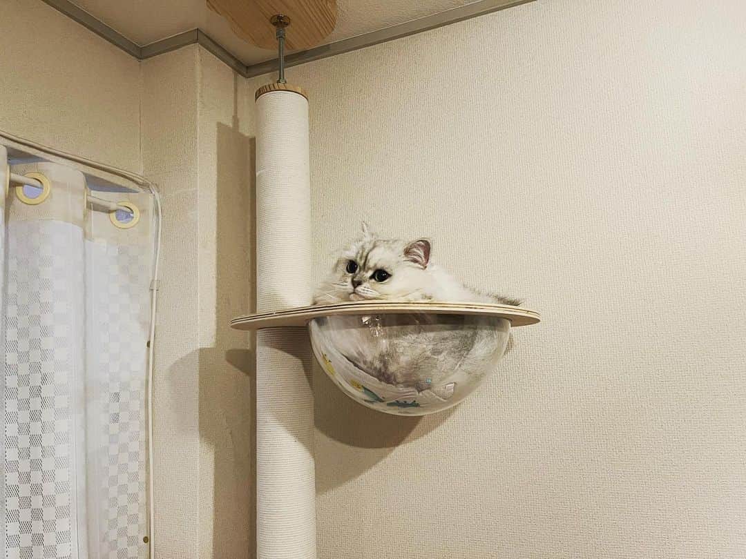 シオマリアッチのインスタグラム：「猫鍋完成🐱🍲  #猫鍋 #猫のいる暮らし」