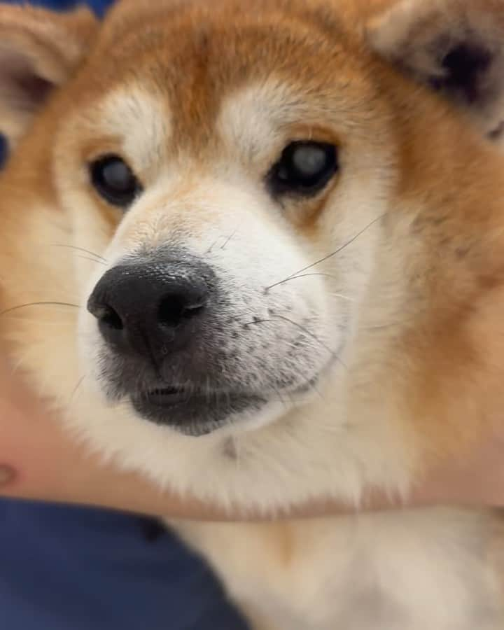 shibainu berryのインスタグラム：「🐻🦊We went to ear cleaning and nail clippers🏥 べりむく、いつもの爪切り、耳掃除、肛門腺絞りの日でした🏥 べりやんは心臓も診てもらいました🫀 手術以降問題無しでした！良かった✨ むくみも行ってたけど、今日は別々の部屋だったので動画は無し😅 二人ともお疲れ様〜😊 #犬の脾臓腫瘍 #犬の腫瘍摘出手術 #僧帽弁閉鎖不全症 #僧帽弁閉鎖不全症の犬 #僧帽弁閉鎖不全症手術済 #僧帽弁閉鎖不全症克服 #柴犬 #柴 #べりやん #べりむく #多頭飼い #徳島 #berry #shiba #shibainu  #shibainumania #ぷにっと部 #口角キュキュッと部 #チーム俺様 →部員絶賛募集中 #shiba_snap #proudshibas #instagramjapan #ふわもこ部 #pecoいぬ部 #pecotv #9gag @9gag @barked」