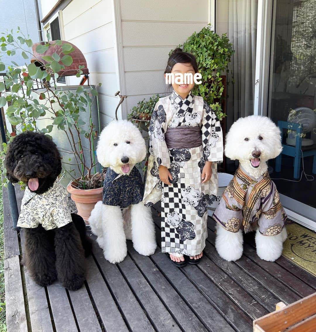 たまねぎのインスタグラム：「. . 夏の思い出  みんなで浴衣  1枚目　 まめちゃん７歳、岳、風、雷  2枚目　 まめちゃん２歳、空、陸、岳  #standardpoodle #スタンダードプードル #poodle #いぬのいる生活 #大型犬 #いぬのきもち #犬と暮らす #いぬなしでは生きていけません  #生後6ヶ月 #同胎犬 #フランソワ王国出身 #大型犬との暮らし #しろくろ #お揃いコーデ #浴衣」