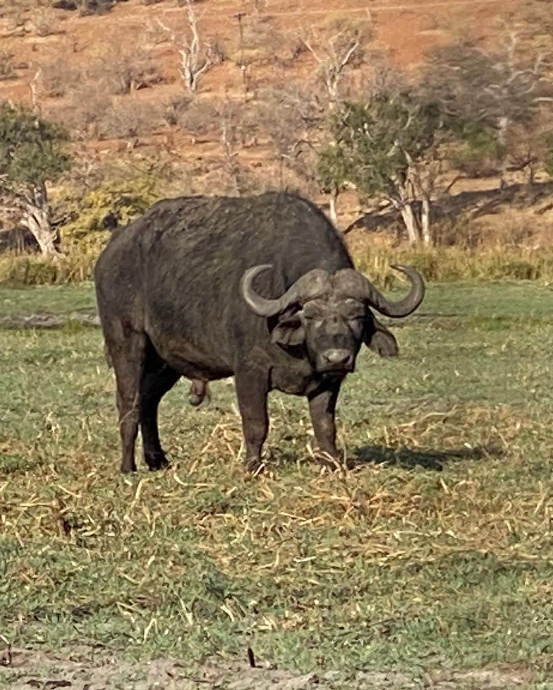 冨永章胤さんのインスタグラム写真 - (冨永章胤Instagram)「アフリカに行っている時、最後にボツワナに行ってきました！ 楽しい音楽を聴きながらザンベジ川を探索したり、ホテルにあったプールにめっちゃ寒い中飛び込んだり笑 チョベ国立公園で間近で動物を見たりしました！ 怖い動物も可愛い動物も見れて楽しかったです！  今日の投票まだの人よろしくお願いします！ 投票はメンズノンノWEBからできます！ #アフリカ  #冨永章胤」9月5日 20時46分 - akitsugu.t