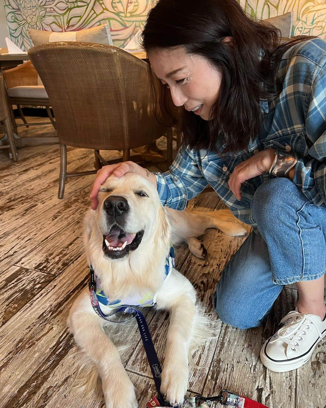 高橋ひとみさんのインスタグラム写真 - (高橋ひとみInstagram)「今日はお友達のさくらちゃん🌸の弟、碧太くん（ゴールデンレトリバー　一歳）とパパ＆ママと久しぶりに会いました💕 碧太くん、かわいかったなぁ！  pic7＆8は2021年9月8日、 今日と同じ場所でのももえ＆さくらちゃん、もずくちゃん みんな、かわいい😍  👕: @poloralphlauren #ralphlauren  @black_terrace   🐶: @sakurairo.0707 @sakuchaiokan   @hario_lwf @better_together_hariolwf  #maisondehiroan @chako373」9月5日 21時00分 - hitomi_momoe