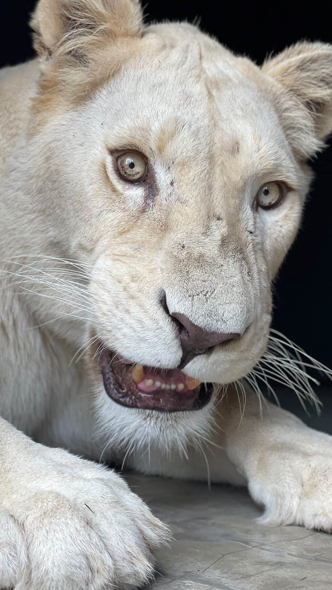 Kevin Richardson LionWhisperer のインスタグラム：「Naughty WHITE LION Jumps on Car. What makes a video go viral? This is a short from my YouTube channel and has garnered almost 100 million views and counting!! 😳🤯 Let’s see how it does on Insta Reels.  #viralreel #animal #lion #wildlife #lionwhisperertv #youtubeshorts」