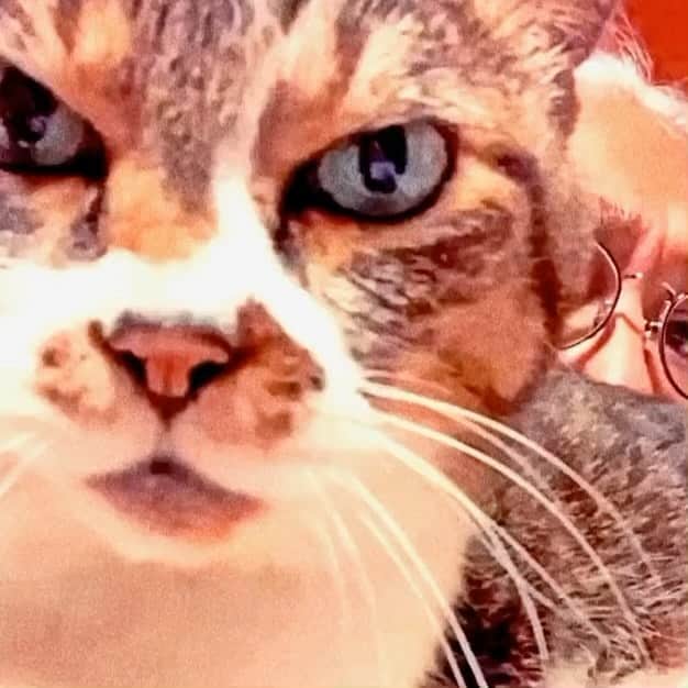 イマイアキノブのインスタグラム：「 オスヤミ」