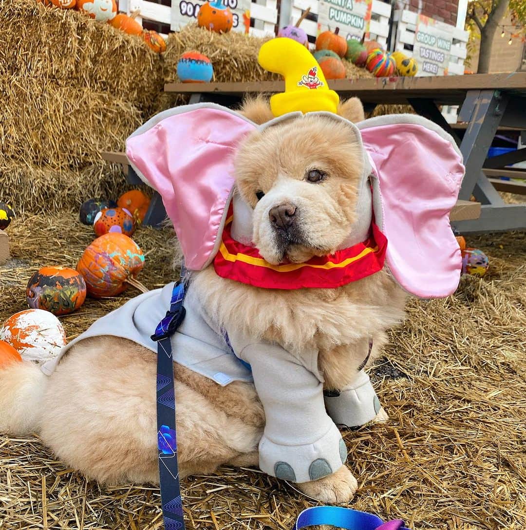 DogsOf Instagramさんのインスタグラム写真 - (DogsOf InstagramInstagram)「@danny_thelionking all ears for some treatos at the pupkin patch 🥹🐘🎃 Our Annual Howl-O-Ween Costume Contest is officially open! Link in to bio to submit your spook-tacular creative costumes! Winners will be featured on 10/31, but lookout for highlights all month long 👻  #howloween #howloweencostumecontest #dogcostumes #dogcostumecontest #greatpetliving #dogsofinstagram」10月5日 0時32分 - dogsofinstagram