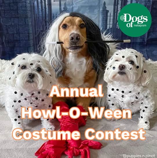DogsOf Instagramさんのインスタグラム写真 - (DogsOf InstagramInstagram)「@danny_thelionking all ears for some treatos at the pupkin patch 🥹🐘🎃 Our Annual Howl-O-Ween Costume Contest is officially open! Link in to bio to submit your spook-tacular creative costumes! Winners will be featured on 10/31, but lookout for highlights all month long 👻  #howloween #howloweencostumecontest #dogcostumes #dogcostumecontest #greatpetliving #dogsofinstagram」10月5日 0時32分 - dogsofinstagram