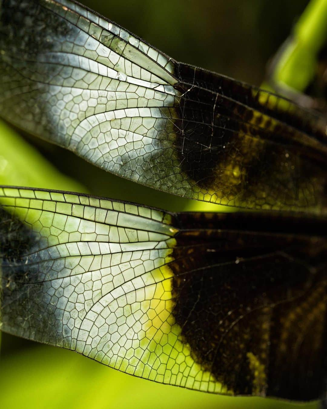 アンジー・ペインさんのインスタグラム写真 - (アンジー・ペインInstagram)「Wings and things, a random assortment.  • • • #macro #macrophotography」10月5日 1時08分 - angelajpayne