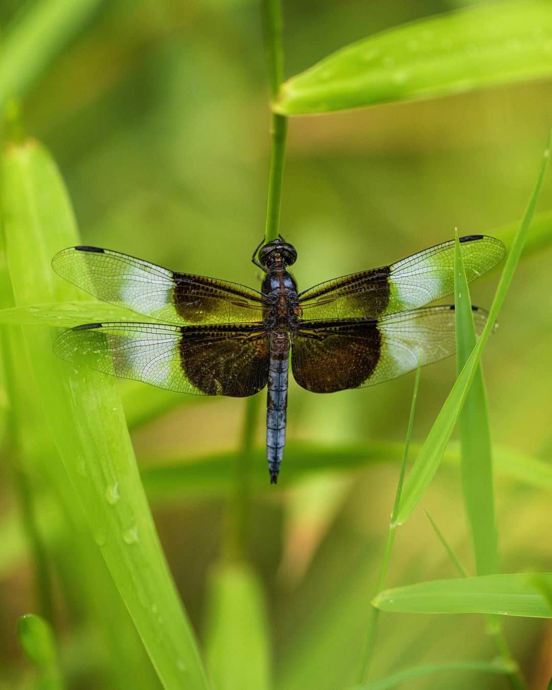 アンジー・ペインさんのインスタグラム写真 - (アンジー・ペインInstagram)「Wings and things, a random assortment.  • • • #macro #macrophotography」10月5日 1時08分 - angelajpayne