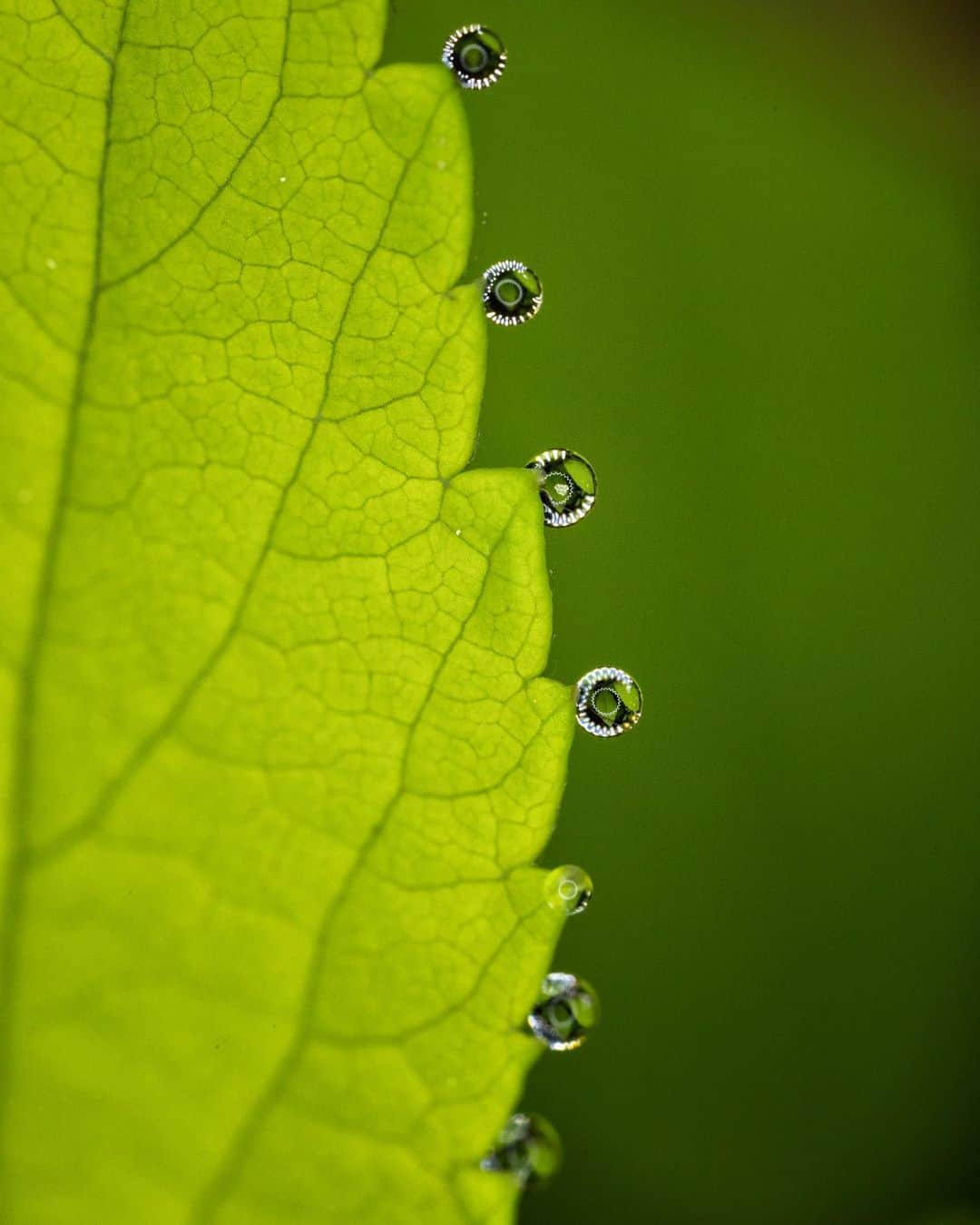 アンジー・ペインさんのインスタグラム写真 - (アンジー・ペインInstagram)「Wings and things, a random assortment.  • • • #macro #macrophotography」10月5日 1時08分 - angelajpayne