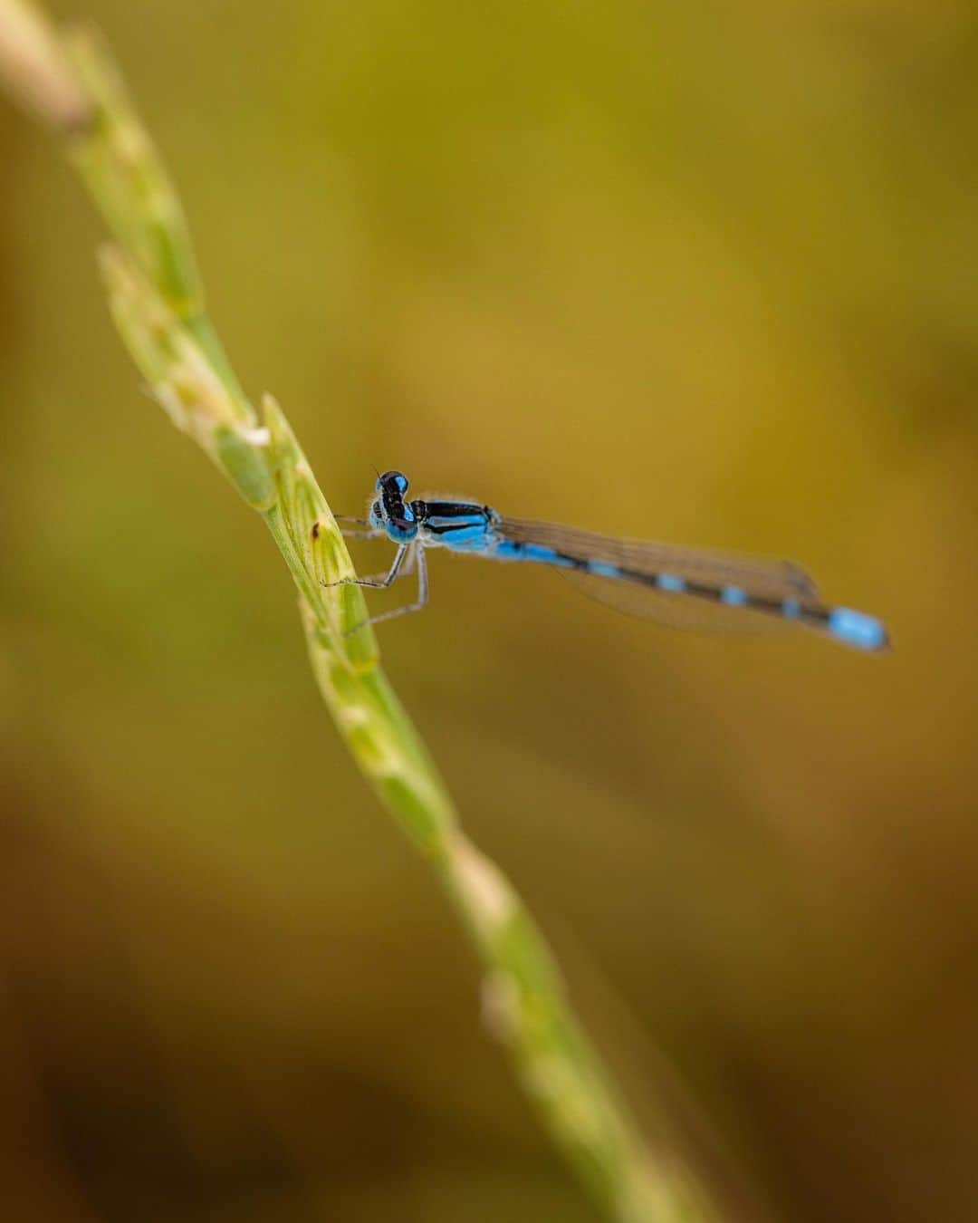 アンジー・ペインさんのインスタグラム写真 - (アンジー・ペインInstagram)「Wings and things, a random assortment.  • • • #macro #macrophotography」10月5日 1時08分 - angelajpayne