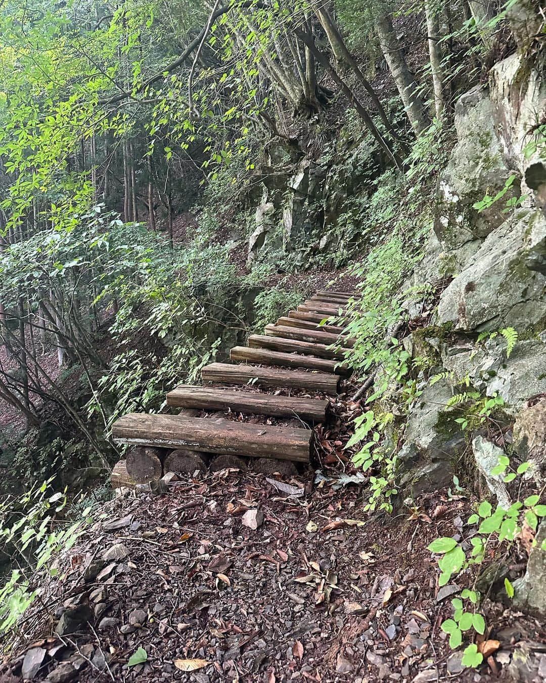 高野桃子のインスタグラム：「山の写真なかなかあげられてないですが、ずいぶん前の鷹巣山🏔 1本道が永遠に続くかと思いきや、いきなり道がなくなってどっち進めばいいかわからなくなりプチ遭難しかけ…！笑 景色楽しむ余裕は正直なく、、、でした！頂上着いたらいきなりの土砂降りに。ご飯を食べる暇もなく体力も奪われて、麓に着いた頃には満身創痍、奇跡の生還を果たしたソレでした。下山は撮影する余裕もなく、全て登りの！でも過酷さを楽しめるようにもなってきたよね！  山の遭難事故、滑落事故、今年めちゃくちゃ多い！ 山のお守りに、 @cocoheli_official の登録おすすめ◎！  @arcteryx_jp @arcteryx のボディバック、色もかわいい大きさちょうどいい、超機能的で永遠に使わせていただきます  #鷹巣山 #ココヘリ #ココヘリフレンド #cocoheli #pr #アークテリクス #arcteryx」