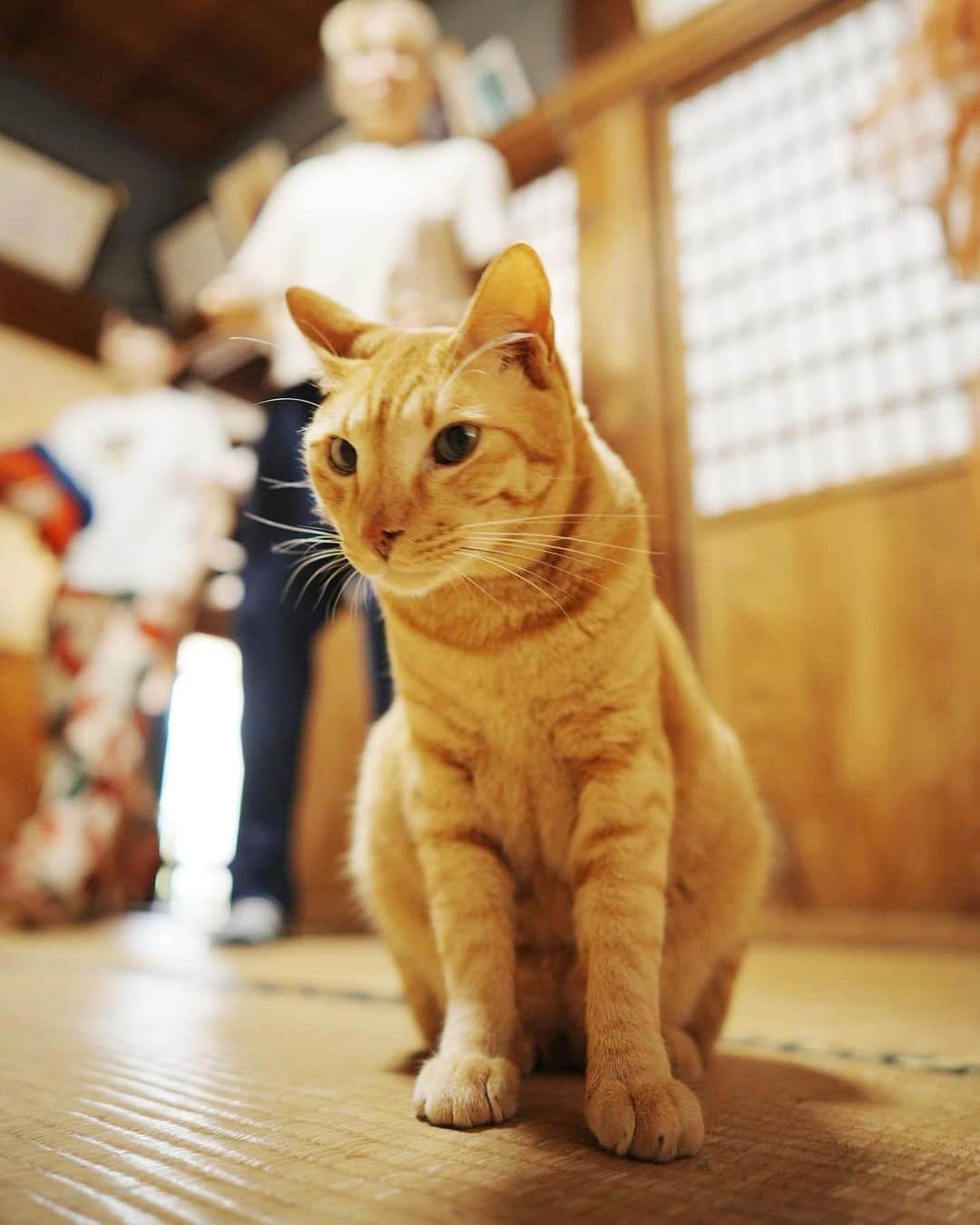 NIKIIEさんのインスタグラム写真 - (NIKIIEInstagram)「新曲「WABISABI」🍂🇯🇵👘🐈 ＼　配信開始！／  🔗 linkco.re/r4vUP7td  ドビーと頼もしいドビーのマネージャーさんたち🧡🧡🧡  📷 @kenji_agata  Drum programming by JAYTWOL @jujuclubfringues  Mixed & mastered by Takayuki Noami a.k.a. Tia Rungray(Non-REM Studio) @TiaRungray   #nikiie #linkcore #wabisabi #gingercat」10月4日 16時39分 - nikiiejp