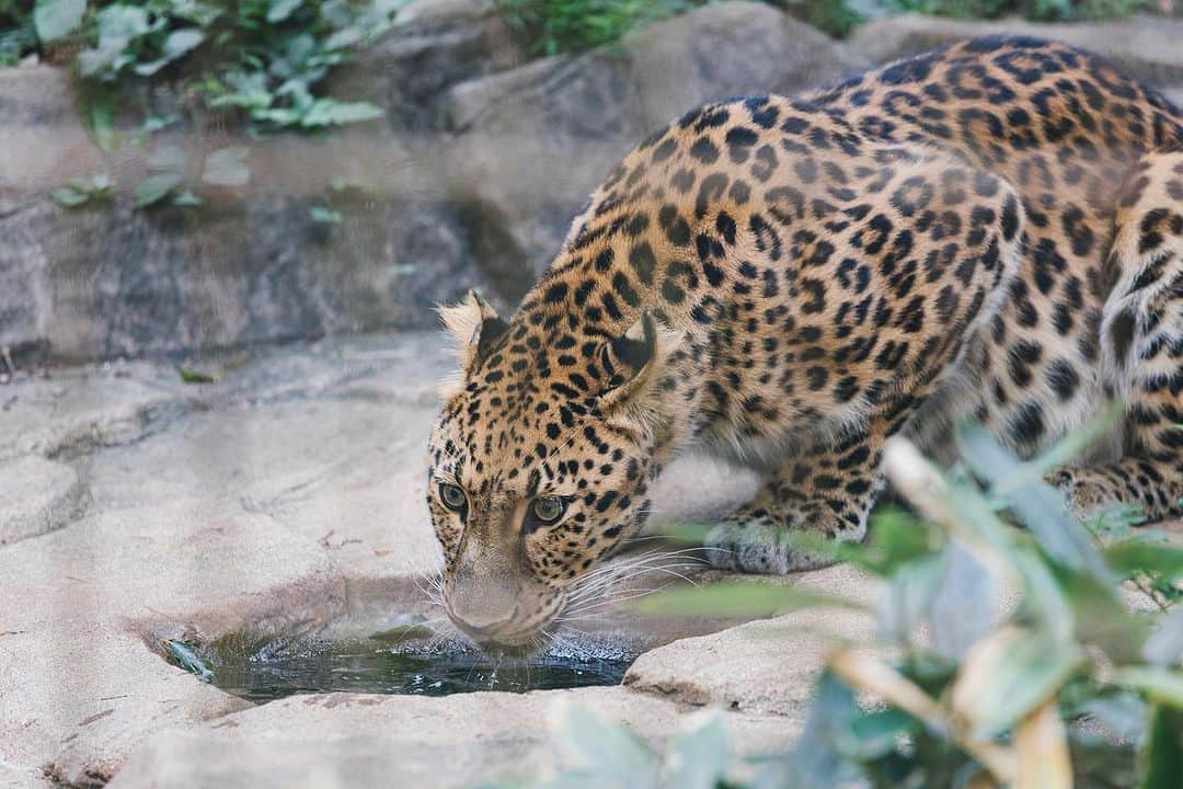 のインスタグラム：「いよいよ今週末… 8日（日）は、 よこはま動物園ズーラシア おでかけツアー🦁✨  ケニアサファリガイドの加藤先生解説付きです😊 残り数名空きがありますので、ご入学を検討されている方はぜひホームページをチェックしてみて下さいね🤗  オカピやセスジキノボリカンガルー、テングザルやドール… ズーラシアだから会える動物達に皆で会いに行きましょう！！🦘  . ・－・－・－・－・－・－・－・－・ ⁡ 学校説明会やオープンキャンパスも実施しております🐰🌱 ぜひご参加ください🕊🛰 ⁡ ・－・－・－・－・－・－・－・－・ ⁡ #tca東京eco動物海洋専門学校 #tcaeco #動物 #海洋 #ペット #自然環境 #恐竜 #専門学校 #オープンキャンパス #oc #進路 #動物園 #飼育員」