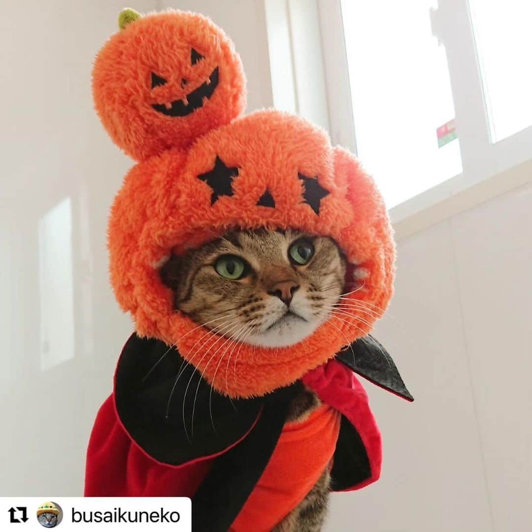 ライオン商事株式会社のインスタグラム：「\ハロウィンにゃんこ🧡/  風が涼しく、 秋らしくなってきましたね🍁 #ハロウィーン が今月末に迫ってきました！🎃  期間限定のかぼちゃスイーツも、 たくさん登場していてわくわくします。😋  可愛いかぼちゃになりきっているのは、 とらじろうさん！  みなさんも、猫ちゃんのハロウィーン写真を撮影して 盛り上がりましょう♪👻  @busaikuneko さん、 素敵な投稿をありがとうございました！  ＝＝＝＝＝＝＝＝＝＝＝＝＝＝＝＝＝＝＝＝ 📸#lionpetうちのにゃんこ 写真・動画募集中！ #lionpetうちのにゃんこ をつけて おうちの猫ちゃんの写真や動画を投稿すると、 こちらのアカウントで紹介されるかも！ みなさんの投稿、お待ちしております🍀 ＝＝＝＝＝＝＝＝＝＝＝＝＝＝＝＝＝＝＝＝  #ハロウィーン #1031 #ねことくらす #ネコのいる暮らし #猫のいるくらし #ねことの生活 #ねこ #ネコ #猫 #にゃんこ #ニャンコ #ねこ部 #ネコ部 #猫部 #ねこスタグラム #ネコスタグラム #猫スタグラム #ねこのいる生活 #ネコのいる生活 #猫のいる生活 #ねこ好きさんと繋がりたい #保護猫 #ネコ好きさんと繋がりたい #猫好きさんと繋がりたい #猫大好き部 #ライオンペット #lionpet #lionpetcat」