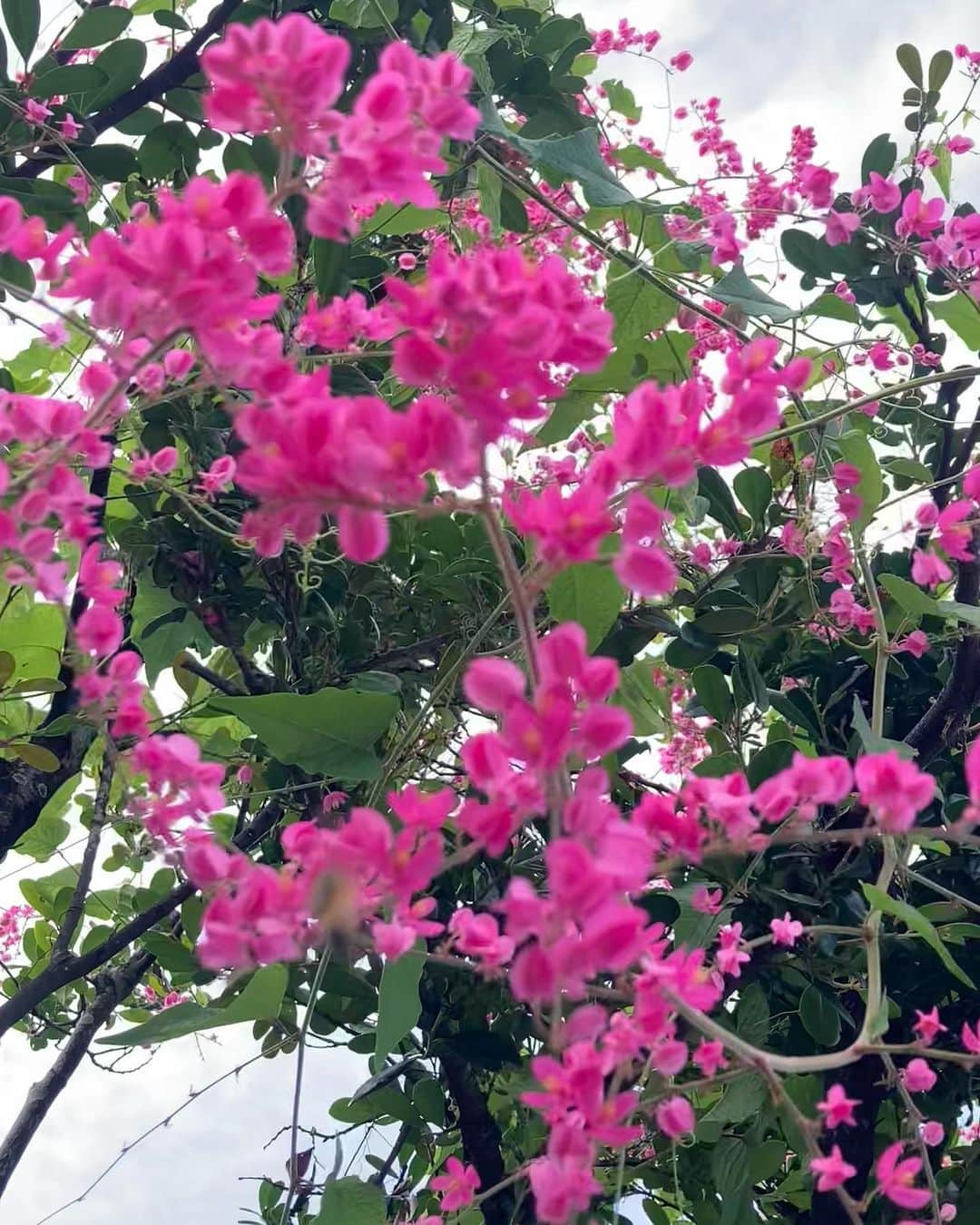 石橋静河のインスタグラム：「🩷🪲💧  美しいもの  mother nature   🌈✴︎🪽」