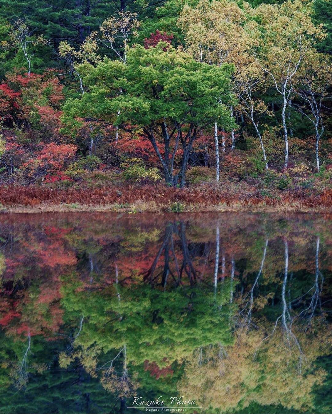 ?長野県 観光 公式インスタグラム のインスタグラム：「// Photo by @nagano_94  志賀高原の入口に位置 「志賀高原 一沼」 ＠山ノ内町  志賀高原の入り口に位置する最初の池「一沼」  10月上旬の紅葉シーズンには水面に反射する 秋の鮮やかな色合いを楽しむことができます🍁✨️  その美しさからカメラマンにも人気のスポットです ゆっくり歩きながら景色を堪能してみてはいかが？😀✨️  ＝＝＝＝＝＝＝＝＝  Shiga Kogen Ichinuma Pond (Yamanouchi Town)  Ichinuma Pond sits at the entrance to the highlands of Shiga Kogen.  In early October, you can enjoy the reflection of vivid autumn colors in the water’s surface.  This beautiful scenery has made it popular with photographers. Wouldn’t you like to stroll around the highlands and enjoy the colors of the season?  ＿＿＿＿＿＿＿＿＿　  Location / Yamanouchi Town , Nagano , Japan   #おうちでながの #長野のいいところ #一沼 #志賀高原 #山ノ内町」