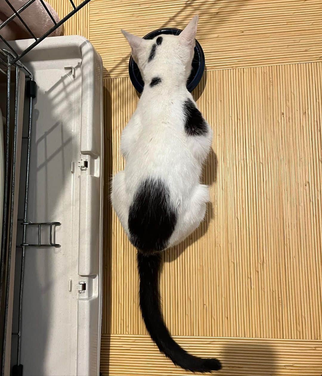 nozomiorideさんのインスタグラム写真 - (nozomiorideInstagram)「保護時、体重2.4kg ちょっと痩せ気味で小柄なので しっかりごはん食べようね もしかして風邪気味かなぁ  食べっぷりはとても良いね😁  #動物遺棄は犯罪です  #保護猫 #しろくろ #白黒猫 #子猫」10月4日 17時09分 - nozomioride