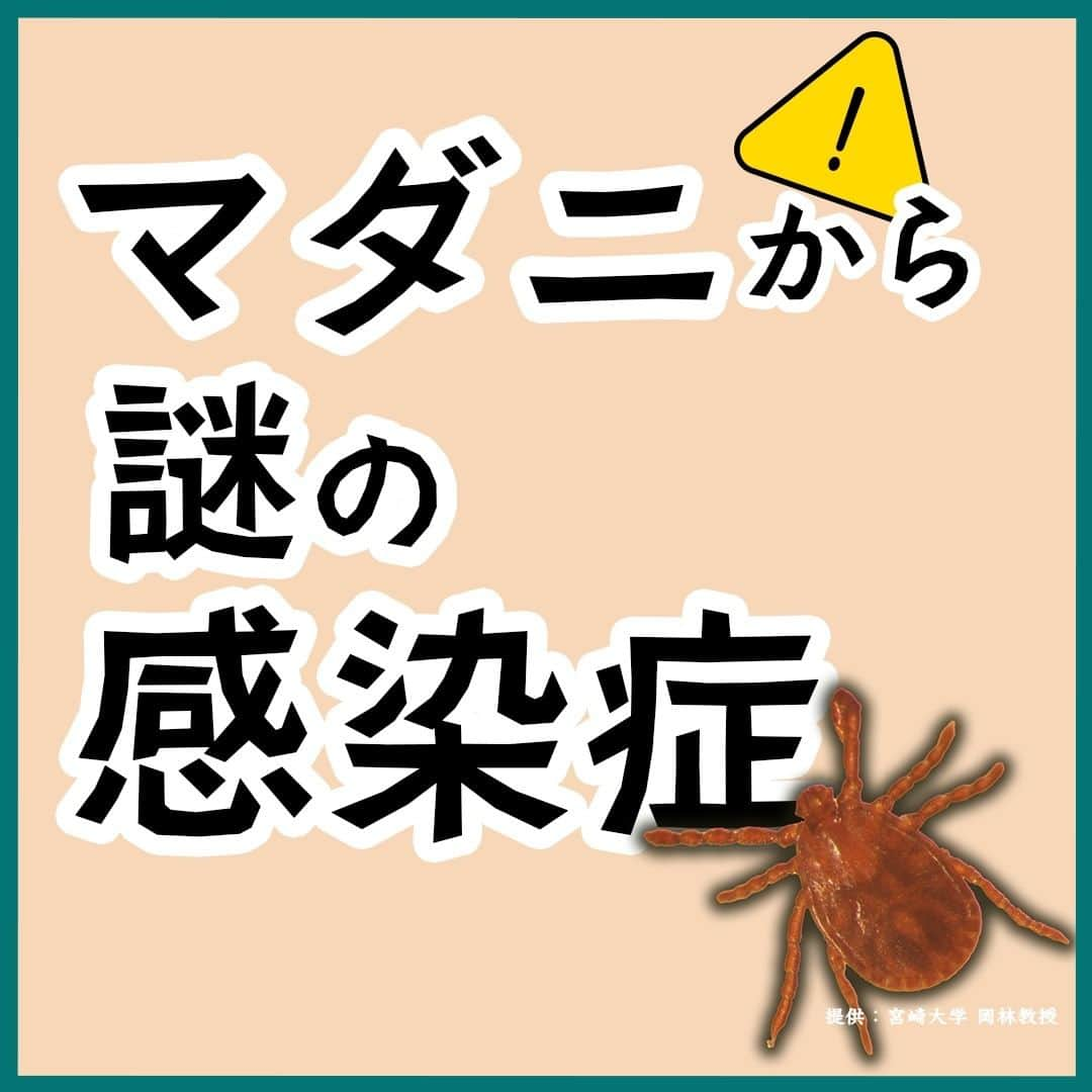 テレ朝newsのインスタグラム：「【マダニからの謎の感染症広がる　致死率3割？　ペットからの感染例も　対策は…】  マダニが持つウイルスの感染症が日本でじわじわと広がっている。 血小板や白血球が減少し、意識障害や皮下出血を起こす。国立感染症研究所の調査によれば、致死率は最大3割という。海外では中国や韓国などで確認されていて、日本では昨年116人が感染し、12人が死亡した。国内ではいまが流行の最盛期。今年はこれまで65人の感染が確認されていて、5月以降だけで31人にのぼる。10年前に日本で初確認され、感染地域は西日本から東日本に広がろうとしている。今はマダニに触れないなど感染予防だけ。謎の多いウイルスだ。  _________________________________________ 詳しくはプロフィール欄のリンク先からご覧ください。 #テレ朝ニュース #マダニ #感染症 #ウイルス #SFTS」