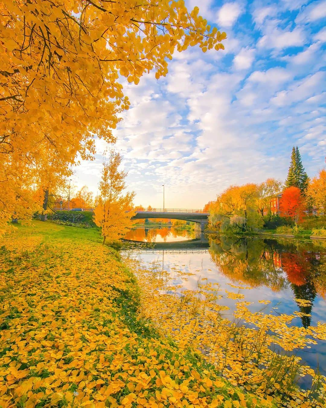 JALのインスタグラム：「. 秋のフィンランド #ラプア 🍁 紅葉が作り出す美しい風景🏞 #UncommonOctober . . Photo by @jukkarisikko Post your memories with #FlyJAL  #JapanAirlines #JAL #travel #フィンランド #フィンランド旅行 #紅葉 #紅葉スポット #秋 #秋の風景 #イチョウ #旅 #秋旅 #秋空 #感動 #絶景 #絶景スポット #海外 #海外の絶景 #旅行 #日本航空」