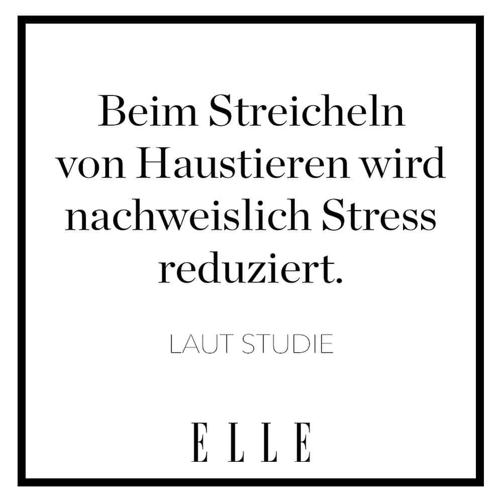 ELLE Germanyのインスタグラム：「Heute ist Welttierschutztag! Wer würde die Erkenntnis dieser Studie unterschreiben? 🤍  #tierschutz #haustiere #animals #savetheanimals」