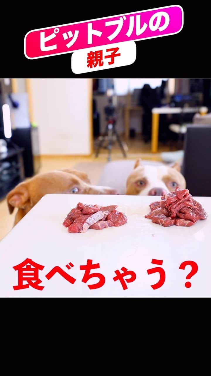 りくのインスタグラム：「ピットブルの親子は飼い主が居なかったらお肉食べちゃう？まさかの結果に！#アメリカンピットブルテリア #アメリカンピットブル #ピットブル #犬 #犬のいる暮らし #いぬすたぐらむ #ペット #検証」