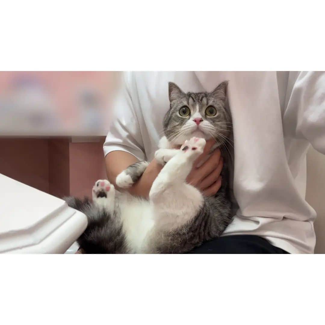 もちまるさんのインスタグラム写真 - (もちまるInstagram)「病院で診察されて緊張マックスな猫がこうなっちゃいました…」10月4日 18時00分 - catmotimaru