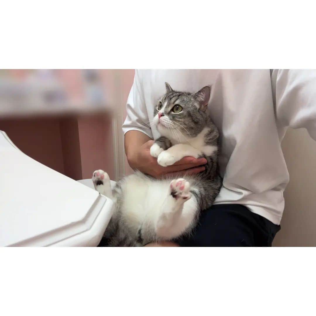 もちまるさんのインスタグラム写真 - (もちまるInstagram)「病院で診察されて緊張マックスな猫がこうなっちゃいました…」10月4日 18時00分 - catmotimaru