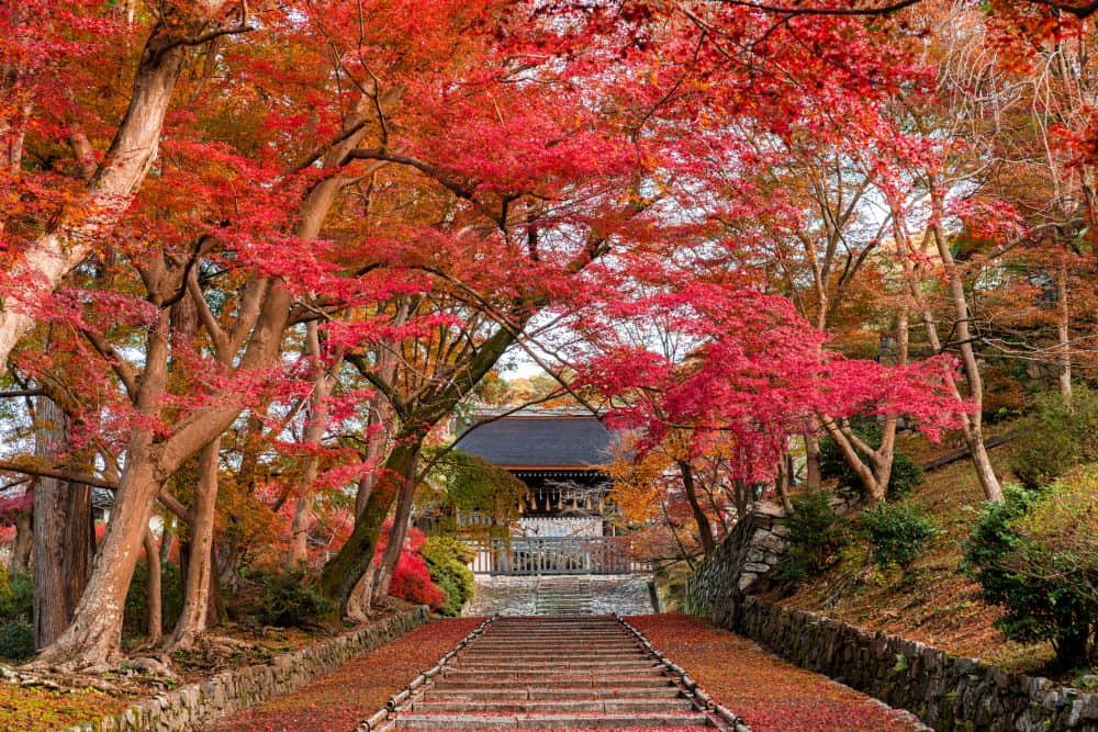 INSIDE FUJINGAHOのインスタグラム：「京都の紅葉を貸し切りで満喫する！ 「京都ブライトンホテル」秋の特別早朝拝観プランがスタート！ 京都の紅葉の名所を朝一番に貸し切り訪問できることで人気の「京都ブライトンホテル」の〈特別早朝拝観プラン〉が、今秋も11月20日～30日、実施されます。誰もいない早朝の凛とした空気漂う寺社で、ひとり静かに紅葉を愛で、自分の心と向き合う。そこでしか体験できない朝の特別な時間を過ごしに出かけてみませんか？　日替わりで10軒の寺社を巡るプラン、ぜひ連泊して、この時季しか出合えない京都の名刹の紅葉を満喫してください。（編集T） 〈京都ブライトンホテル　秋の特別早朝拝観プラン〉 日程：2023年11月20日（月）～30日（木）　京都ブライトンホテル限定 ＊各日15～30名だけの貸し切り企画（限定人数は拝観場所により異なります） お申込み詳細は、こちらのサイトから。https://kyoto.brightonhotels.co.jp/the-kyo-asobi 拝観場所： 11月20日（月）東寺　11月21日（火）詩仙堂　11月22日（水）高台寺 11月23日（木）宝厳院　11月24日（金）北野天満宮　11月25日（土）毘沙門堂 11月26日（日）三千院　11月27日（月）大覚寺　11月28日（火）宝厳院 11月29日（水）退蔵院　11月30日（木）安楽寺 料金：1名30,500円～（2名1室利用の場合） プラン内容：前日からの1泊朝食付き・拝観場所までの送迎（税込み）、ウェルカムドリンク、御朱印付き  ※天候などの状況により、内容の変更や催行を中止になる場合がございます。  写真：1枚目＝毘沙門堂、2・3枚目＝退蔵院、4枚目＝大覚寺、5枚目＝三千院、6枚目＝詩仙堂（写真提供＝京都ブライトンホテル） #京都ブライトンホテル #秋の特別早朝拝観プラン #東寺 #詩仙堂 #高台寺 #宝厳院 #北野天満宮 #毘沙門堂 #三千院 #大覚寺 #安楽寺」