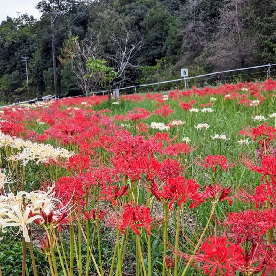 福山市【公式】のインスタグラム：「【堂々川の彼岸花が見頃を迎えてきました】 神辺町の堂々川沿いに、彼岸花が綺麗に咲き誇っています✨ ゴミの不法投棄防止のために、地域のボランティアである「堂々川ホタル同好会」が地元小学校等と協力して彼岸花を植え始め、その種類・本数は今では県内最大級。 巨大な砂留めと、赤や黄色の彼岸花で彩られた一面を、涼しい空気とともに楽しんでみてはいかがでしょう？  第6回 #福山ブランド  に登録された堂々川ホタル同好会の活動は、「福山ブランド　堂々川」で検索🔍  #福山市　#福山　#広島県　#広島　#瀬戸内　#彼岸花　#花　#堂々公園　#堂々川砂留郡 #flower　#clusteramaryllis　#hiroshima　#setouchi　#fukuyama」