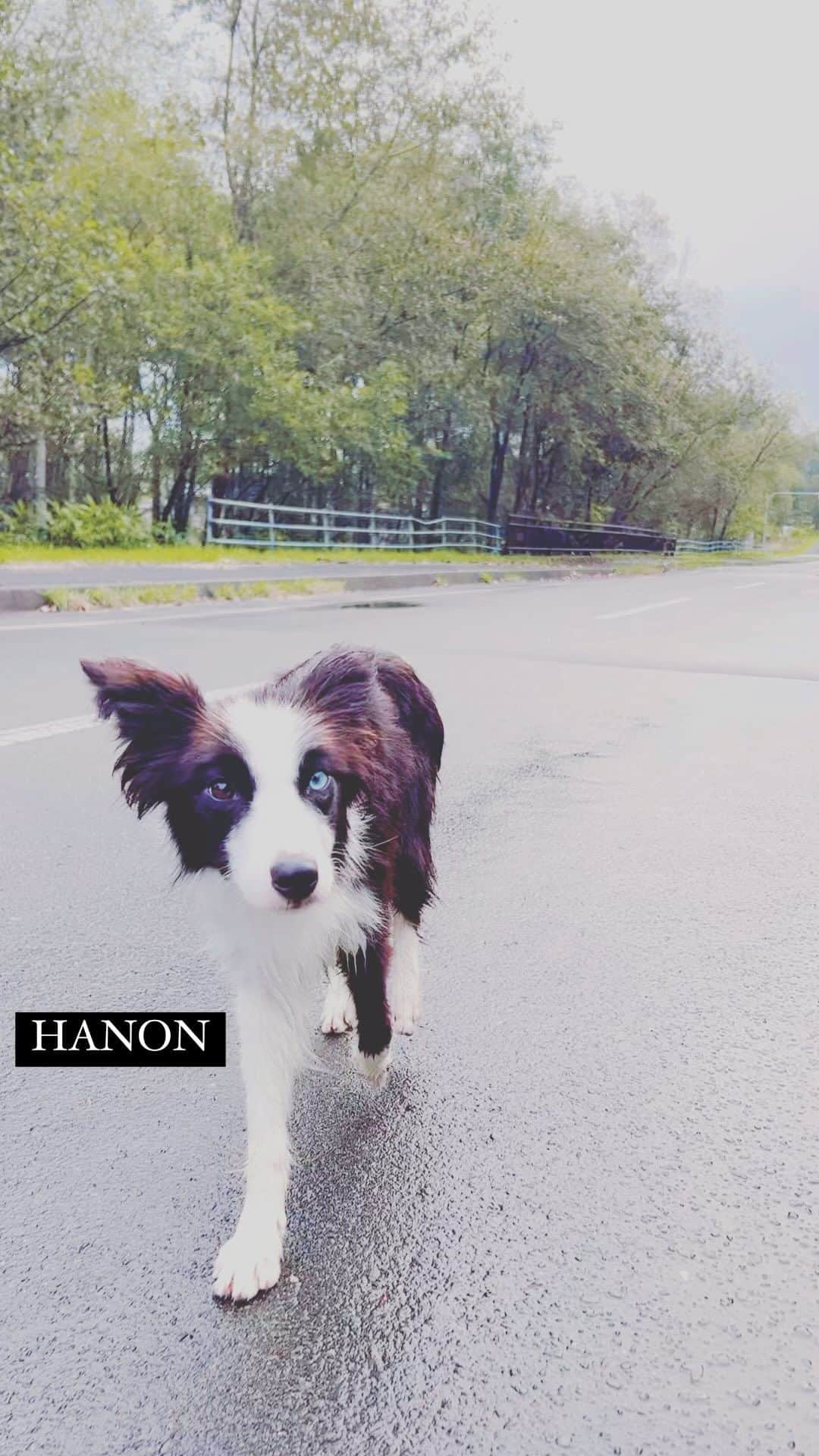 WAMPERSのインスタグラム：「#dog」
