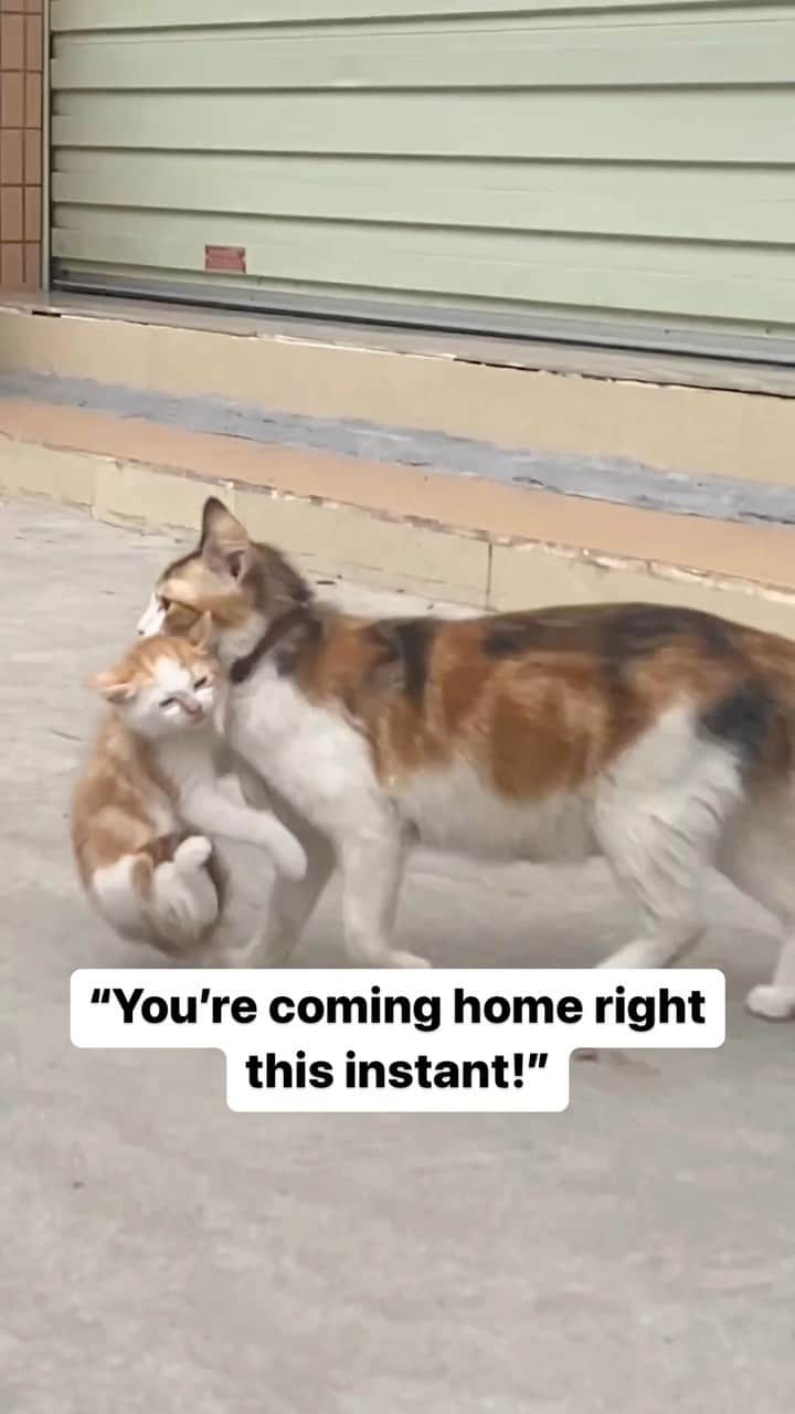 Cute Pets Dogs Catsのインスタグラム