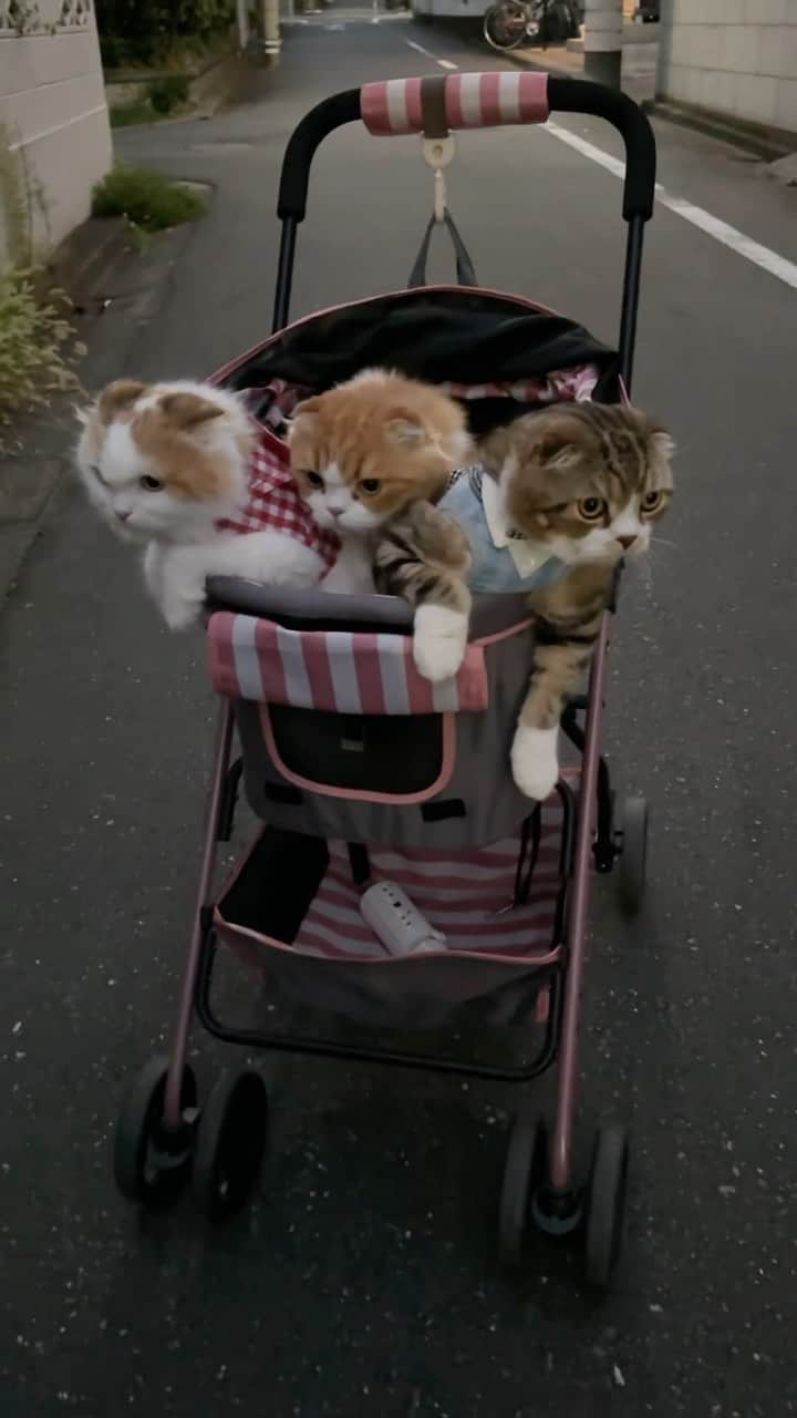 yayoi89のインスタグラム：「Evening patrol 🐵🦁🐹 On the way home from the animal hospital💨  涼しくなって やっと検診に行けました🛒💨 今年の夏は本当に暑くて 飼い主もカート押して行くのがしんどくて タラちゃんだけ自転車で連れて行ったりしてました 3にゃんこーズ全員体重が増えてました タラちゃん6.5kg🦁 暑くて殆ど転がって過ごしてたもんねぇ 毎年言ってる気もするけど 飼い主も一緒にダイエットだね🙉🐽  #weeklyfluff #cats #catsofinstagram #adorable #catlovers #catoftheday #catlife #9gag #meowed #instagram #instacat #scottishfold  #ふわもこ部 #スコティッシュフォールド #ねこ #にゃんすたぐらむ #ねこのいる暮らし #猫のいる暮らし #猫 #猫部 #かわいい #instapet」