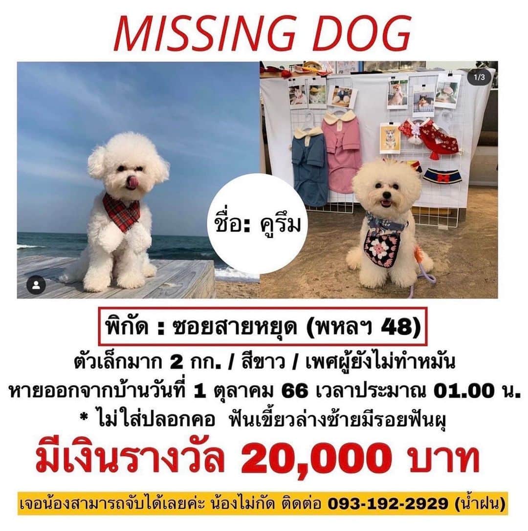 GYEON SEOのインスタグラム：「_* น้องคูรึม หายไปตั้งแต่ วันที่ 1 ตคค่ะ ใครเจอน้องหรือใครเก็บน้องแล้ว ช่วยติดต่อกลับเจ้าของด้วยนะคะ 😭  วันนี้เป็นวันที่4แล้ว ที่ผ่านมาฝนตกหนัก ด้วย เป็นห่วงน้องมากๆค่ะ 😩😩 ขอให้น้องคูรึมกลับบ้านปลอดภัยนะคะ เป็นกำลังใจคุณฝนด้วยนะคะ  @goo._reum」