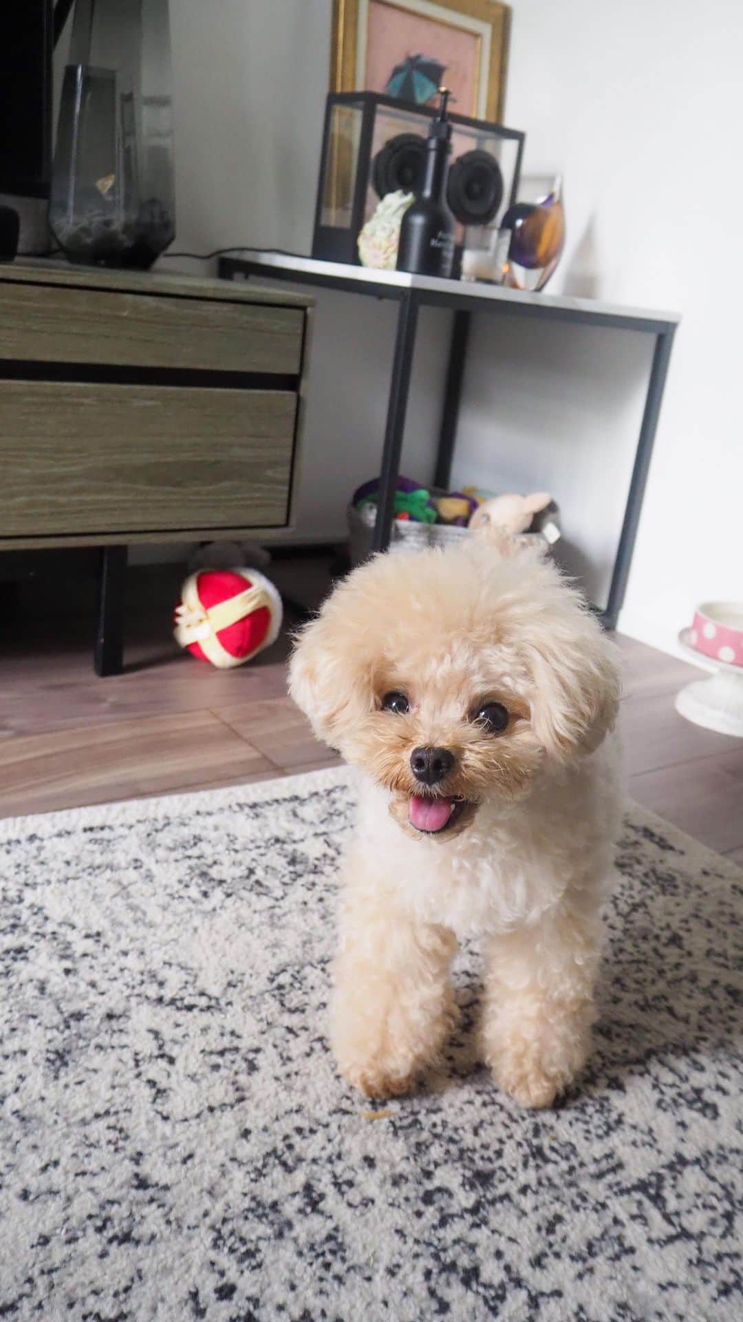 くるみたんのインスタグラム：「ここほれわんわん！🐶  #ホリホリスイッチ入りました #温泉でも掘り当ててくれないかな🧖‍♀️  #超予約困難犬 #プードル #トイプードル #ティーカッププードル #犬 #ふわもこ部  #犬バカ部 #アプリコット #パピー #ペット #poodle #toypoodle #teacuppoodle #dog #dogstagram #instadog #puppy #tokyo #くるみたん」