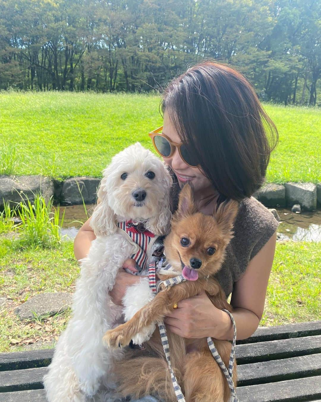 lady.junjunさんのインスタグラム写真 - (lady.junjunInstagram)「ティンクとパイナップルと おでかけ🧚‍♀️🍍 . . .  #犬バカ #犬バカ部 #パピチワ #コッカプー #papillon  #chihuahua  #cockerpoo  #cockerspaniel #犬の散歩いる暮らし  #多頭飼い」10月4日 19時21分 - lady.junjun