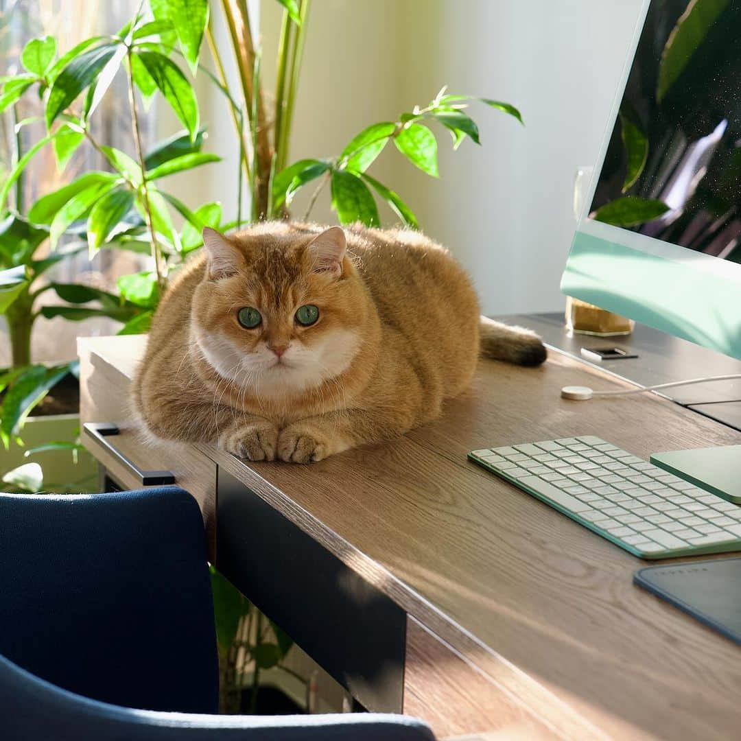 Hosicoさんのインスタグラム写真 - (HosicoInstagram)「Senior Adviser on Office Affairs 💼」10月4日 19時21分 - hosico_cat