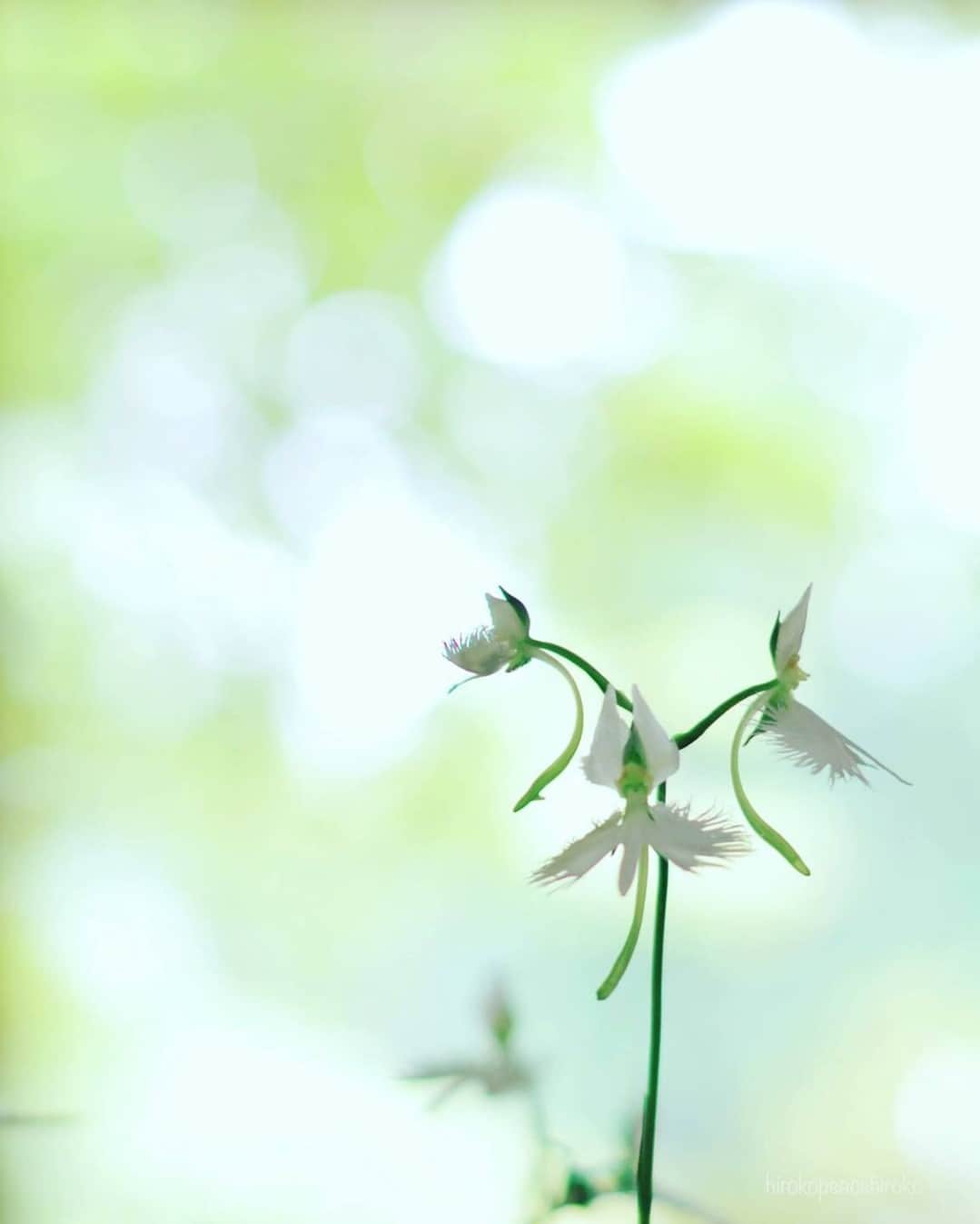 花の写真館のインスタグラム：「Photo by @hirokopeacehiroko. https://instagram.com/hirokopeacehiroko/ . Original Post[投稿いただいたURL] https://www.instagram.com/p/Cw7hpD7viyX/ . 本アカウントは、 #私の花の写真 をつけてInstagramに投稿された皆さまの花の写真や、「花の写真館」Facebookページで投稿された花の写真を紹介します。 「花の写真館」Facebookページは、「 @floral.photograph 」のプロフィールにあるURLからご覧ください。 . ※各種法令、マナー、関係者の指示に従った撮影をお願いします。 *Please ensure that your photography adheres to all relevant laws, etiquette, and instructions issued by authorized persons. ※本アカウントは東京カメラ部がFacebook、Instagramのサービスを利用して運営しているもので、Meta社・Instagramとは一切関係ありません。 . #花の写真館 #floralphotograph #floralphoto #flower #flowers Follow: @floral.photograph」