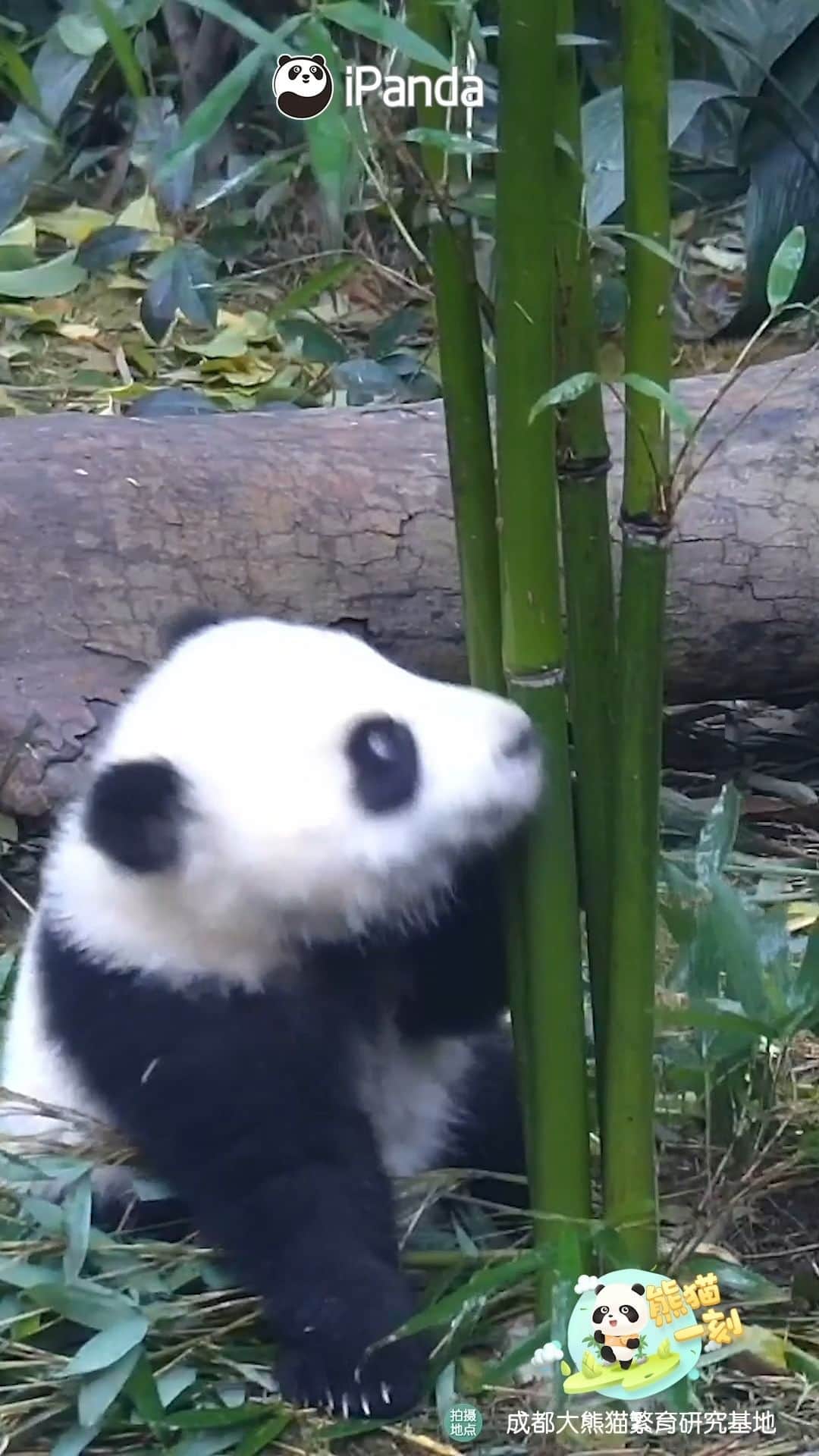 のインスタグラム：「Who can refuse a meal that is larger than your size? I know this baby panda cannot. 🐼 🐼 🐼 #Panda #iPanda #Cute #HiPanda #PandaMoment #ChengduPandaBase  For more panda information, please check out: https://en.ipanda.com」