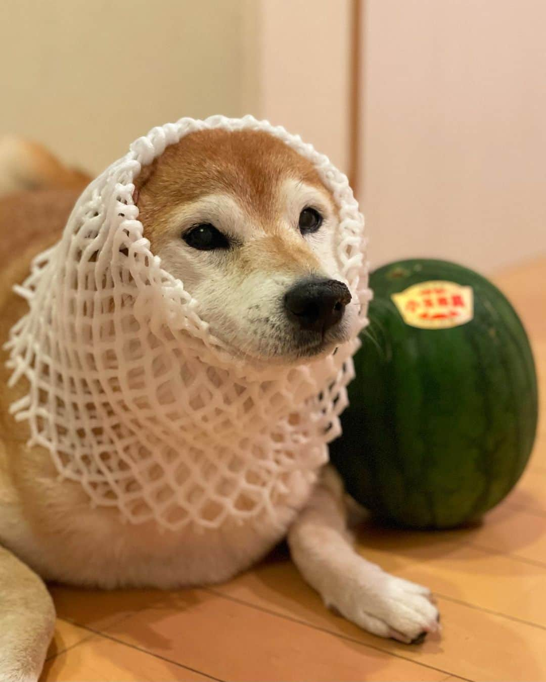 マロたんさんのインスタグラム写真 - (マロたんInstagram)「This is a kind of watermelon. 新種のスイカ…アザラシか🦭 おそらく今年最後のスイカ🍉今年もいっぱい食べた😋マロぴは食べないけど #shiba #shibainu #柴犬 #スイカ #鳥取西瓜 #watermelon」10月4日 19時28分 - minapple