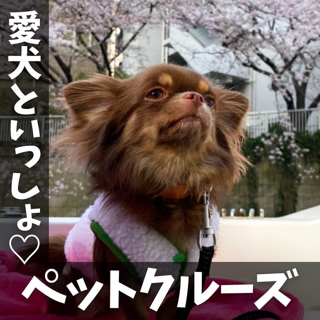 アニバーサリークルーズさんのインスタグラム写真 - (アニバーサリークルーズInstagram)「🐶かわいい愛犬といっしょに貸切クルージング 🚢❤  アニバーサリークルーズの船は70隻以上あるので、 わんちゃんが一緒に乗れるものもご用意しています⚓✨  ⚓小型：アニー ⚓中型：ミッドブルー ⚓中型：オリエンタルノア ⚓大型：セレブリティ2 etc…  船上プランナーへお気軽にご相談を💁🏻‍♀️⛴️  ＿＿＿＿＿＿＿＿＿＿＿＿  東京・横浜・千葉の貸し切りクルージングは 年間2,000以上のクルーズ実績がある 「#アニバーサリークルーズ」にお任せください🚢〰︎  70隻から選べる完全オーダーメイドの 特別な貸切クルージングで 「#忘れられない記念日」をつくりませんか？  お問い合わせはお気軽にどうぞ💁‍♀️ ＿＿＿＿＿＿＿＿＿＿＿＿  #クルーズ #クルーズ船 #船 #船好きな人と繋がりたい  #anniversarycruise #貸切クルージング #船上パーティー #パーティー #絶景 #貸切 #ペット可 #ペット #ペットokのお席あり  #わんちゃん #愛犬家 #愛犬との時間 #ペットのいる生活  #ペット同伴可 #わんこ #東京観光 #東京タワー #レインボーブリッジ #お出かけ #お出かけスポット  #tokyo #odaiba #tokyotower #cruising」10月24日 18時00分 - anniversary_cruise