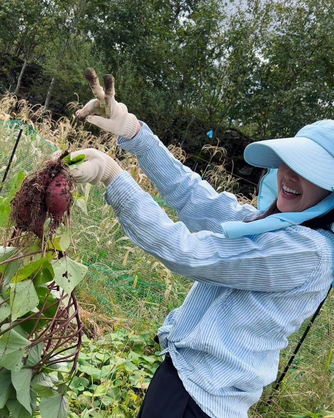 小西真奈美さんのインスタグラム写真 - (小西真奈美Instagram)「完全日除けの畑スタイルで😆 子供の時以来の、さつまいも掘り。  不慣れなスタートに茎がプツリ…😱 からの、 無事収穫で、 大自然の気持ちの良い空気にもふれて、めちゃくちゃ楽しかったです。  しかも！ 以前ダメ元で植えた人参がなんと少し育っていました✨ 自然栽培の大地の凄さに感動です。 このまますくすく育ちますように🙏🥕  #さつまいも #人参 #大自然 #青空」10月4日 19時44分 - manami.official