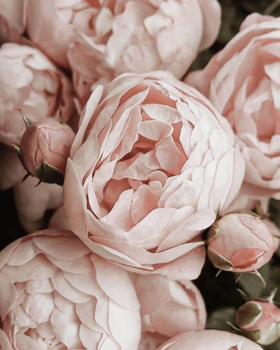 Yukicoさんのインスタグラム写真 - (YukicoInstagram)「🍃🌸🍃🌸🍃  ————————————————————— 見てくださる方にプラスになる投稿をしていきます 是非いいね♡フォロー♡ よろしくお願いいたします𓅟 私の写真の編集については フォトレッスンでレクチャーをしています —————————————————————  #flowers#flowerpower#flowerphotography#flowerporn#flowerslovers#flowerstagram#bouquet#bouquets#btsarmy#jiminpen#btsjimin #ジミンペン」10月4日 19時59分 - yukicolifecom