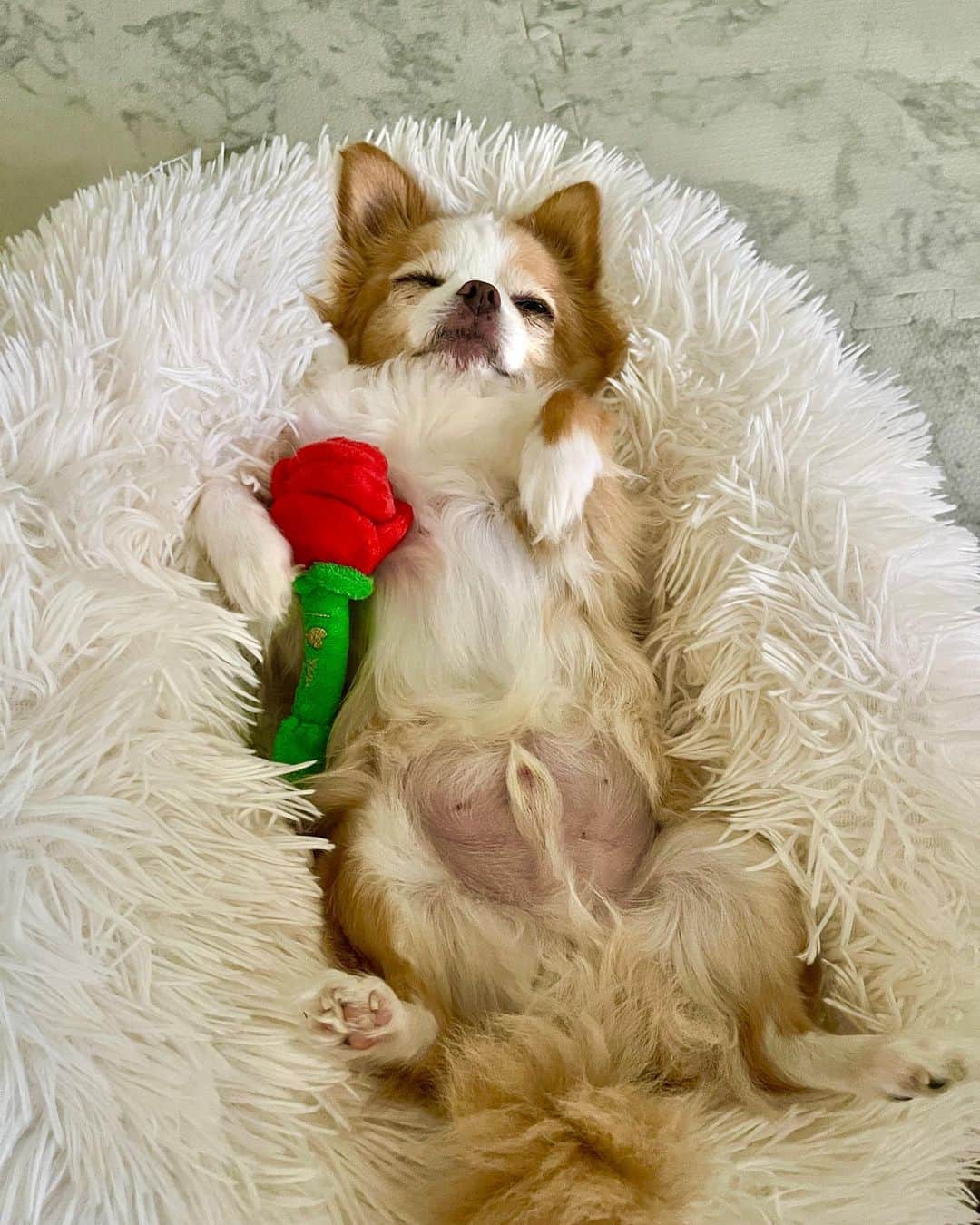 玉ねぎ戦士のインスタグラム：「⁑  最近投稿サボっててすみませんでしゅ🐶 🌹  #真ん中もっこり水曜日  今日も皆様お疲れ様でしゅ🐾」