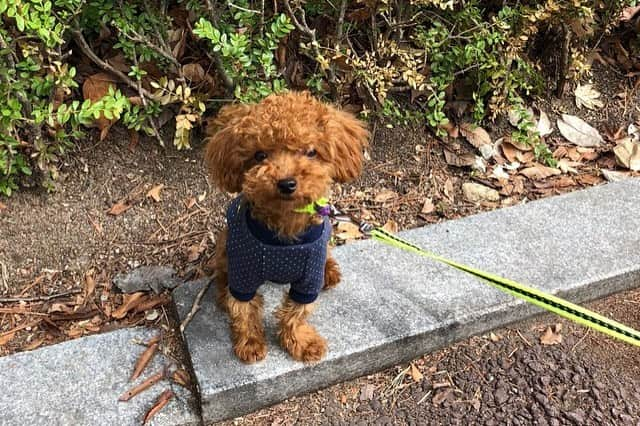 ユン・セアさんのインスタグラム写真 - (ユン・セアInstagram)「이랬던 우리 아가 뽀시래기 뽀그리야가 이래 대씀다~~!! ㅎㅎ🥳  🎉뽀그리야의 6번째 생일을 마음 다해서 축하해…🎂 10월 4일생 천사 뽀그리야야…엄마한테 와줘서 너무 고마워…우리 세상에서 가장 큰사랑으로 영원히 함께하자! 내일은 또 얼마나 예뻐질꺼야…😍 미쵸…콩닥콩닥!💘 #뽀그리야🐶🐾의하루 #6번째생일 #🎂 #내사랑 #큰사랑 #심장아포 #아코 @bowraum_official 선생님들 고맙습니다. 🥹」10月4日 20時14分 - loveyoonsea