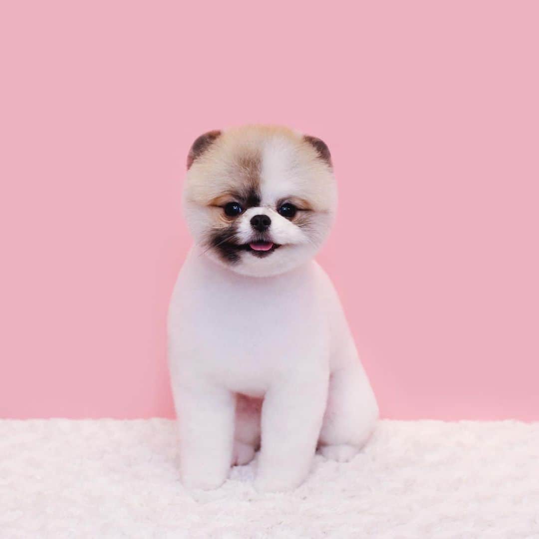 애견미용실 그루밍살롱のインスタグラム：「✂︎」